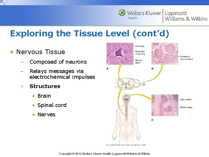 Exploring the Tissue Level (cont’d) • Nervous Tissue – Composed of neurons – Relays
