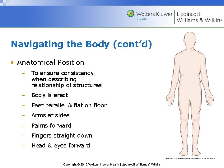Navigating the Body (cont’d) • Anatomical Position – To ensure consistency when describing relationship