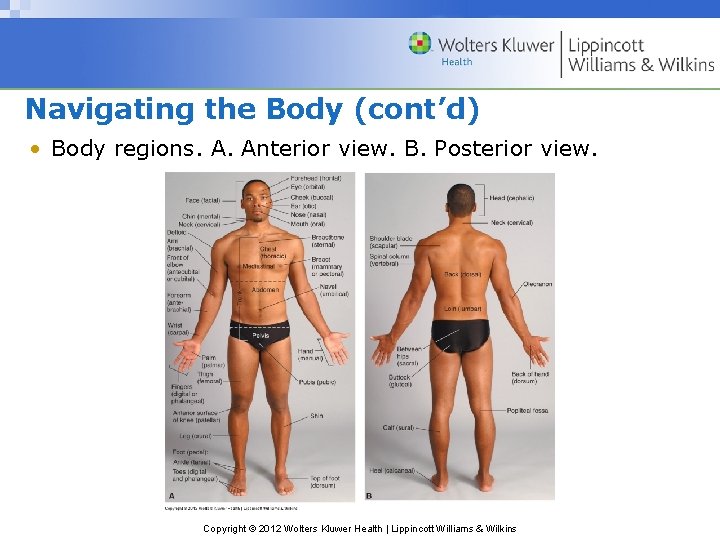 Navigating the Body (cont’d) • Body regions. A. Anterior view. B. Posterior view. Copyright
