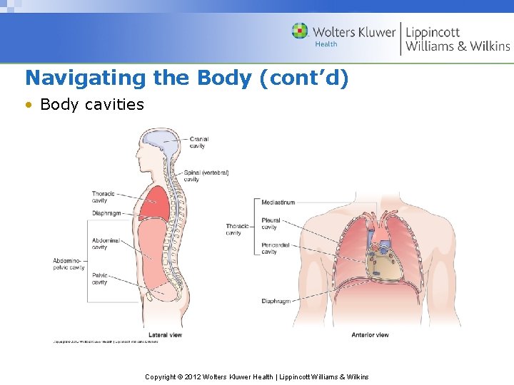 Navigating the Body (cont’d) • Body cavities Copyright © 2012 Wolters Kluwer Health |