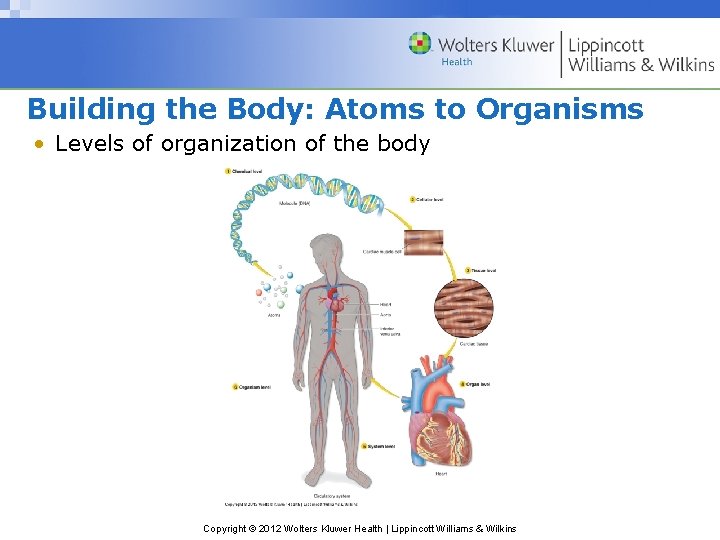 Building the Body: Atoms to Organisms • Levels of organization of the body Copyright