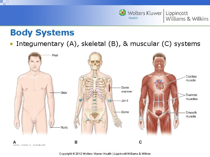 Body Systems • Integumentary (A), skeletal (B), & muscular (C) systems Copyright © 2012