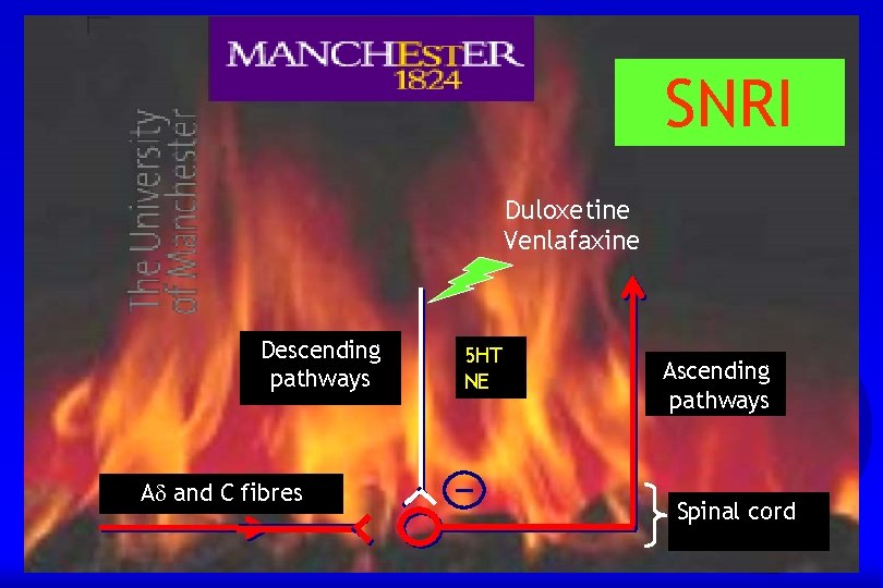 SNRI Duloxetine Venlafaxine Descending pathways A and C fibres 5 HT NE Ascending pathways