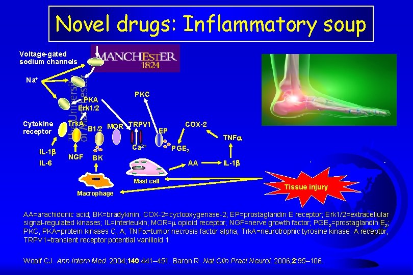 Novel drugs: Inflammatory soup Voltage-gated sodium channels Na+ PKA Erk 1/2 Cytokine receptor IL-1