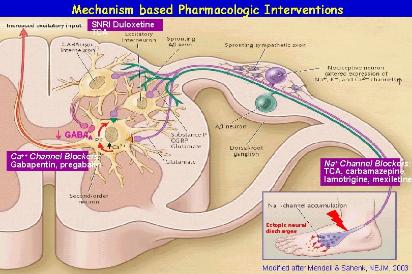 Mechanism based Pharmacologic Interventions SNRI Duloxetine TCA GABAA Ca++ Channel Blockers: Gabapentin, pregabalin Na+