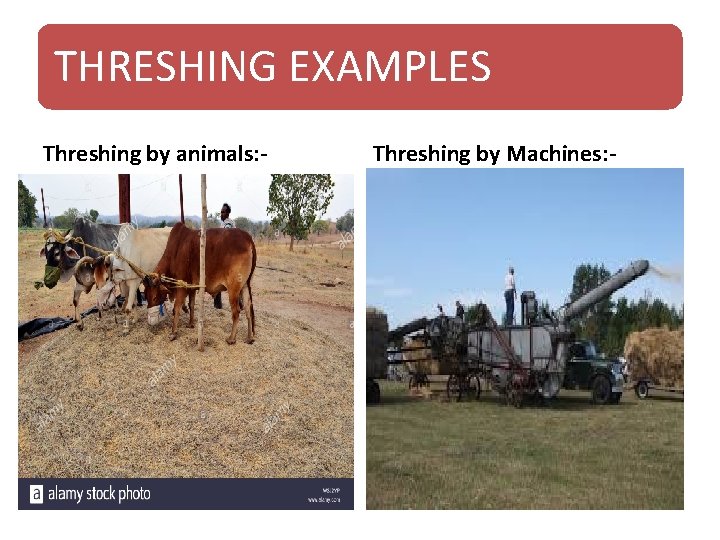 THRESHING EXAMPLES Threshing by animals: - Threshing by Machines: - 