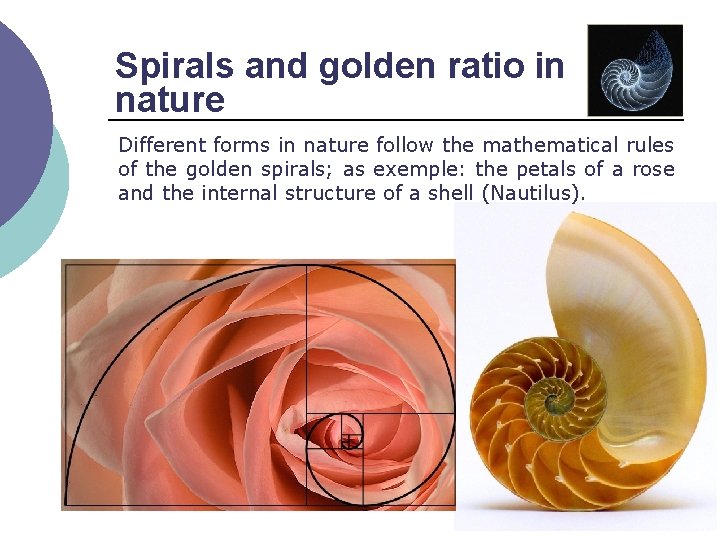 Spirals and golden ratio in nature Different forms in nature follow the mathematical rules