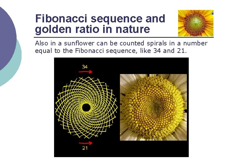 Fibonacci sequence and golden ratio in nature Also in a sunflower can be counted