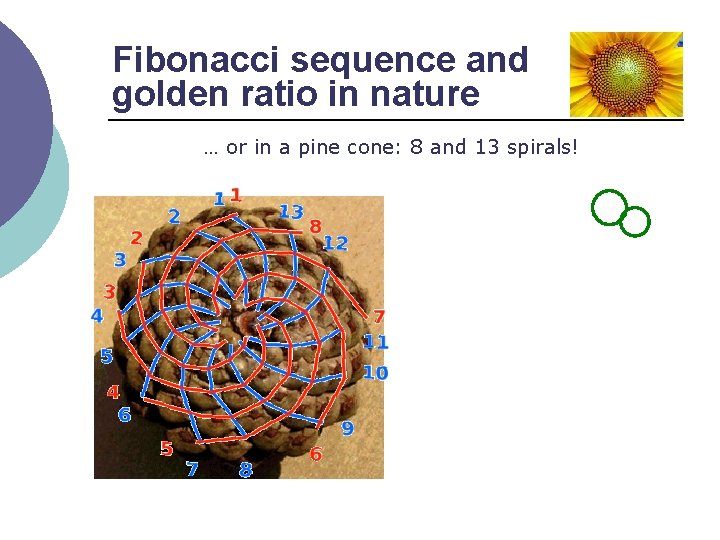 Fibonacci sequence and golden ratio in nature … or in a pine cone: 8