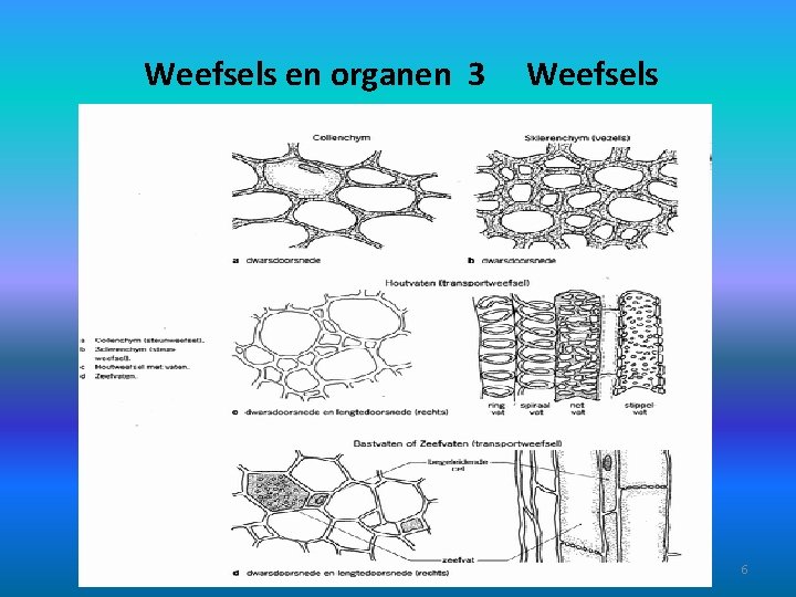 Weefsels en organen 3 Weefsels 6 