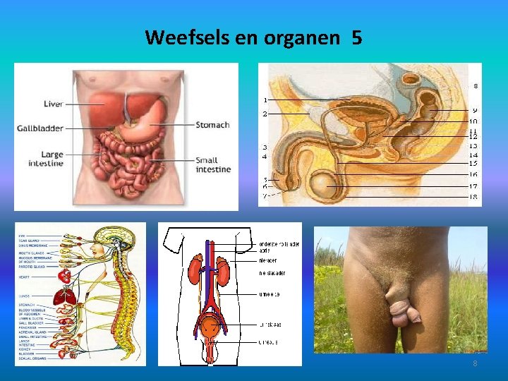 Weefsels en organen 5 8 