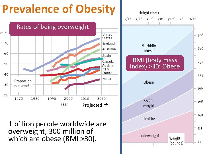 Prevalence of Obesity Rates of being overweight BMI (body mass index) >30: Obese Projected