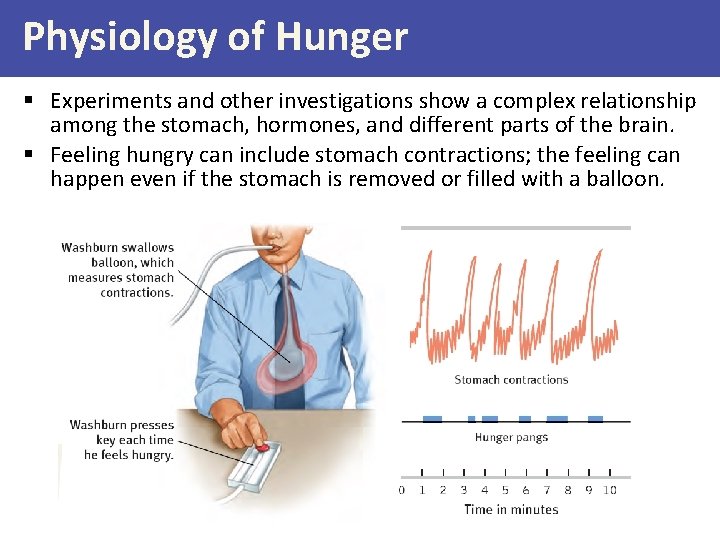 Physiology of Hunger § Experiments and other investigations show a complex relationship among the