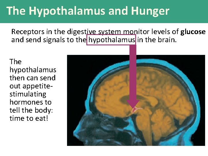The Hypothalamus and Hunger Receptors in the digestive system monitor levels of glucose and