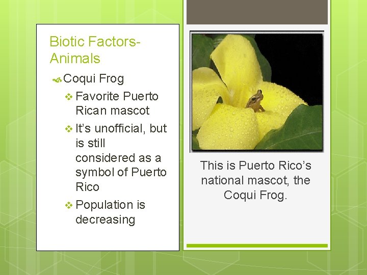 Biotic Factors. Animals Coqui Frog v Favorite Puerto Rican mascot v It’s unofficial, but