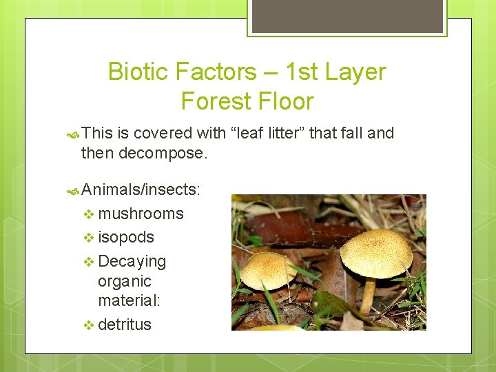 Biotic Factors – 1 st Layer Forest Floor This is covered with “leaf litter”