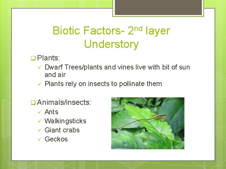 Biotic Factors- 2 nd layer Understory q Plants: ü ü Dwarf Trees/plants and vines