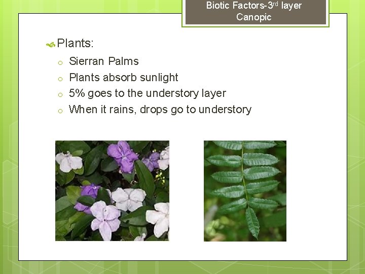 Biotic Factors-3 rd layer Canopic Plants: o o Sierran Palms Plants absorb sunlight 5%