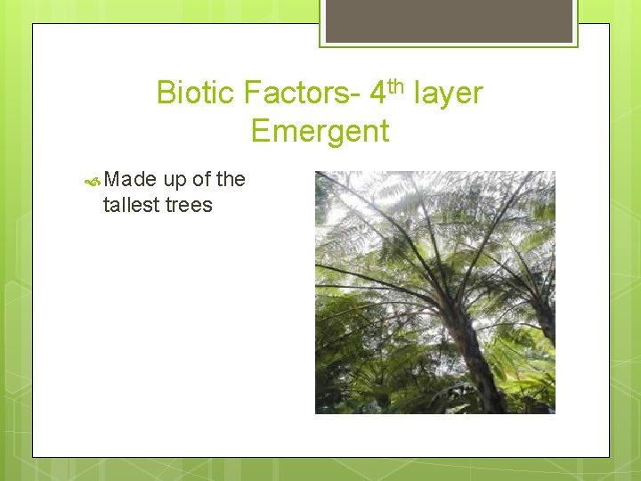 Biotic Factors- 4 th layer Emergent Made up of the tallest trees 