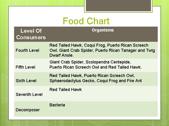 Food Chart Organisms Level Of Consumers Fourth Level Red Tailed Hawk, Coqui Frog, Puerto