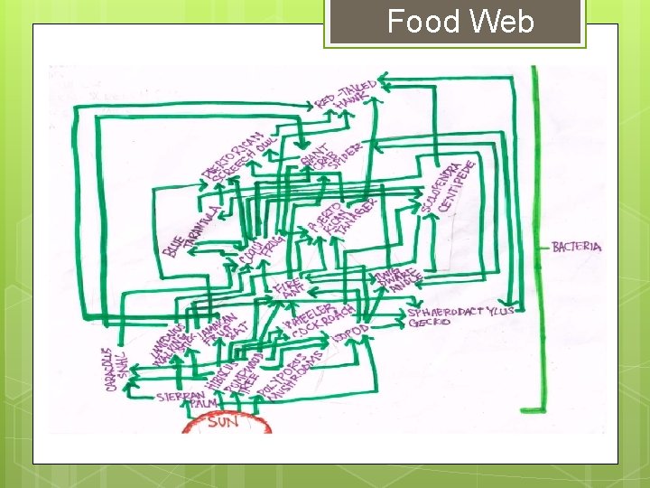 Food Web 