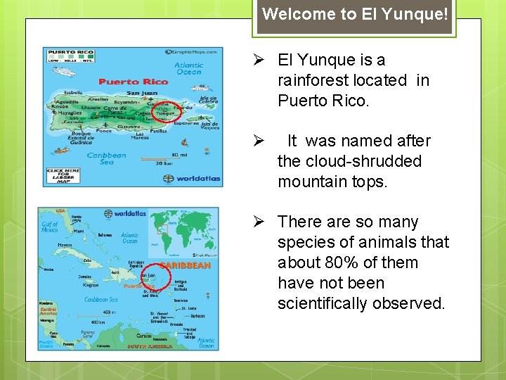 Welcome to El Yunque! Ø El Yunque is a rainforest located in Puerto Rico.