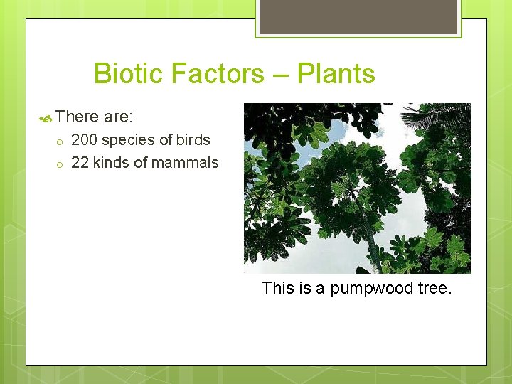 Biotic Factors – Plants There o o are: 200 species of birds 22 kinds