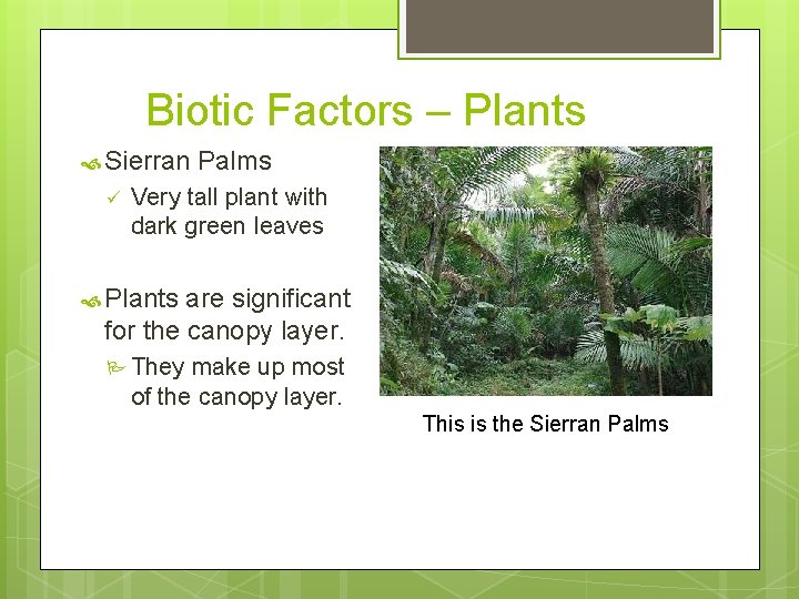 Biotic Factors – Plants Sierran ü Palms Very tall plant with dark green leaves