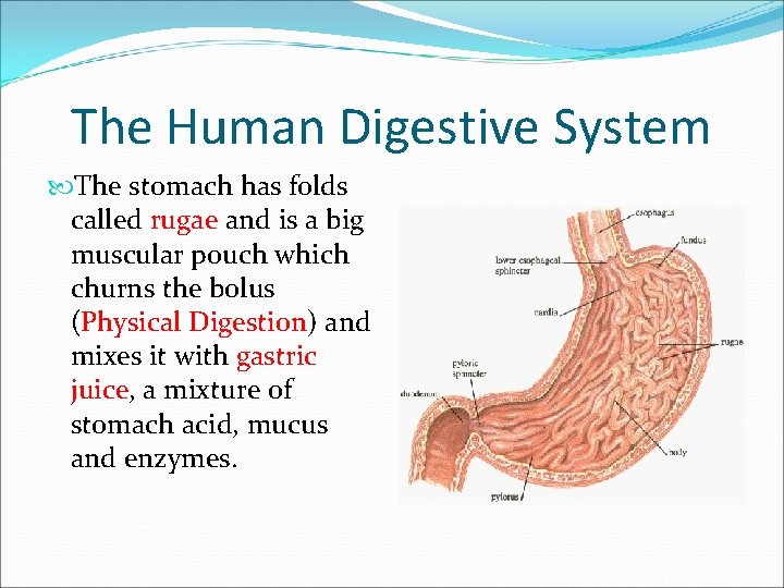 The Human Digestive System The stomach has folds called rugae and is a big