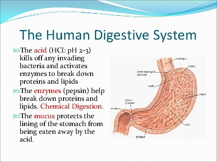 The Human Digestive System The acid (HCl: p. H 2 -3) kills off any