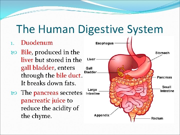 The Human Digestive System 1. Duodenum Bile, produced in the liver but stored in