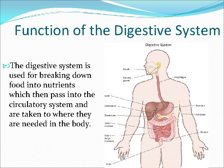 Function of the Digestive System The digestive system is used for breaking down food