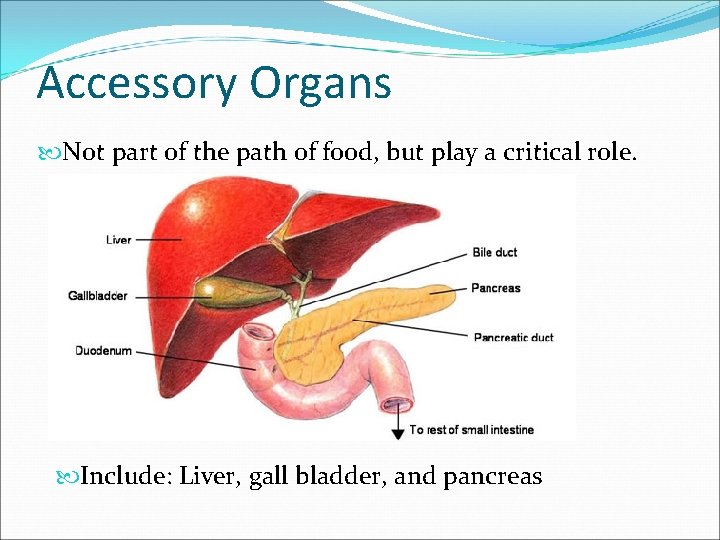 Accessory Organs Not part of the path of food, but play a critical role.
