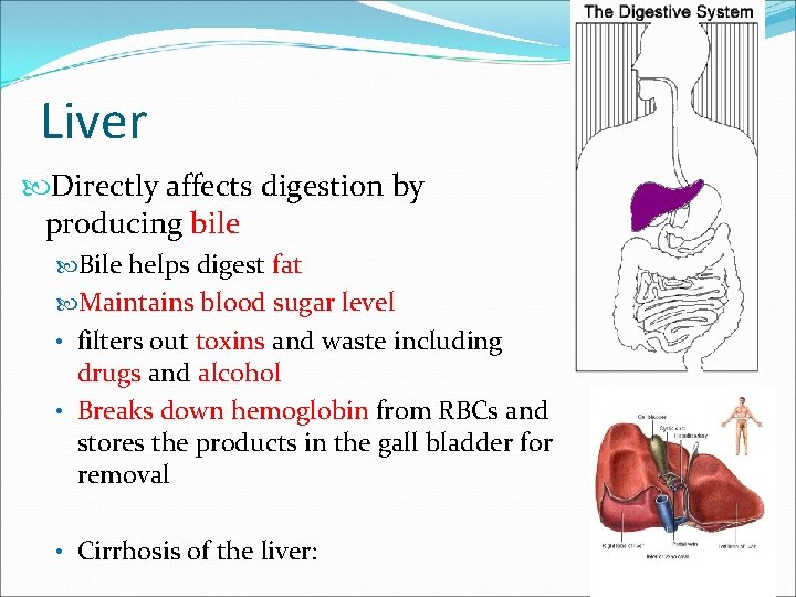 Liver Directly affects digestion by producing bile Bile helps digest fat Maintains blood sugar