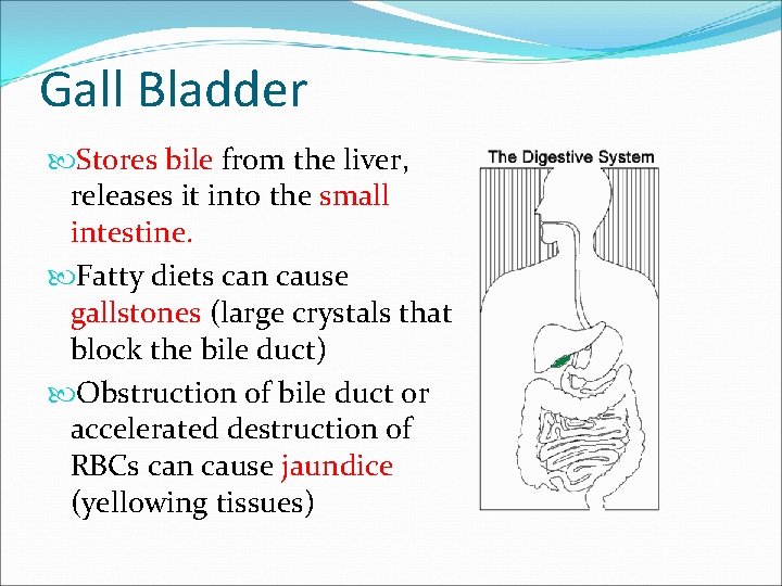 Gall Bladder Stores bile from the liver, releases it into the small intestine. Fatty