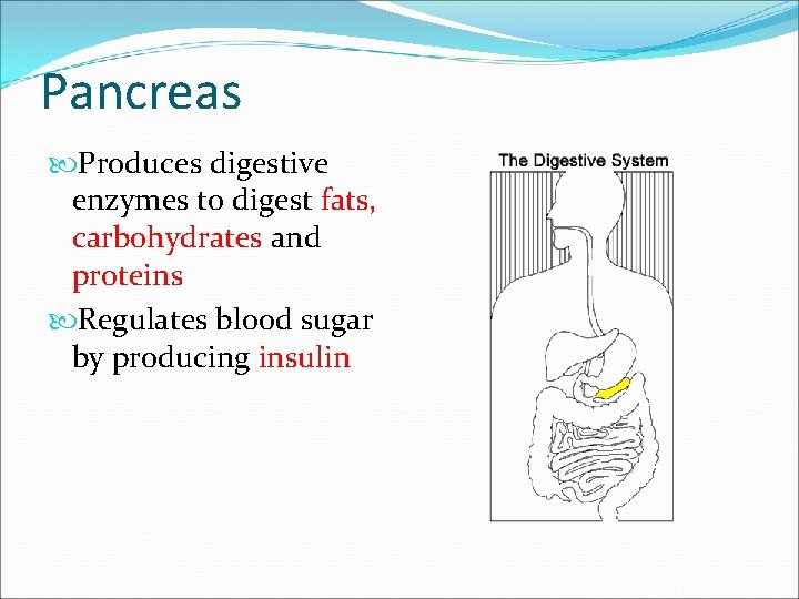 Pancreas Produces digestive enzymes to digest fats, carbohydrates and proteins Regulates blood sugar by