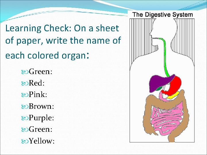 Learning Check: On a sheet of paper, write the name of each colored organ: