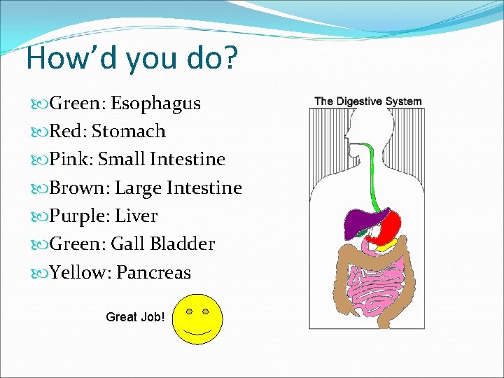 How’d you do? Green: Esophagus Red: Stomach Pink: Small Intestine Brown: Large Intestine Purple: