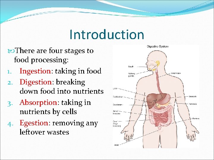 Introduction There are four stages to food processing: 1. Ingestion: taking in food 2.