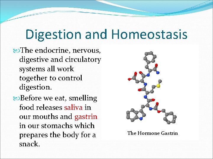 Digestion and Homeostasis The endocrine, nervous, digestive and circulatory systems all work together to