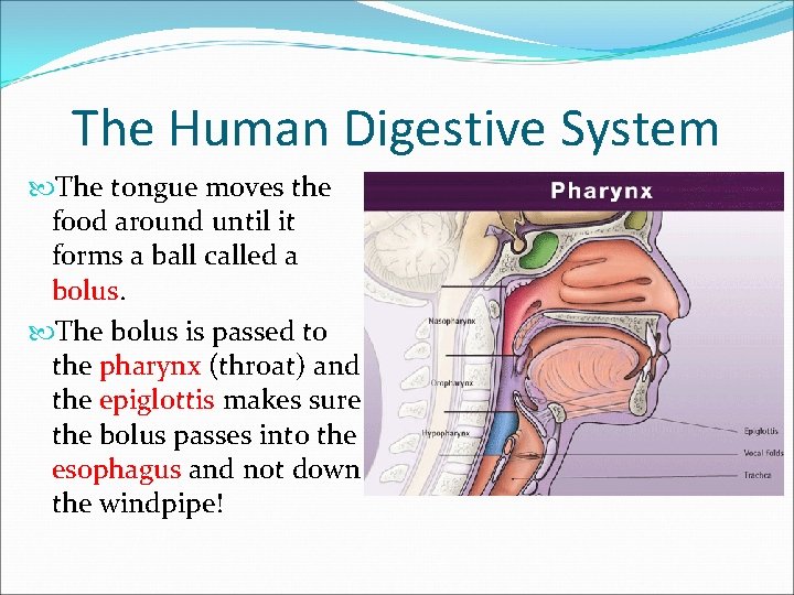 The Human Digestive System The tongue moves the food around until it forms a