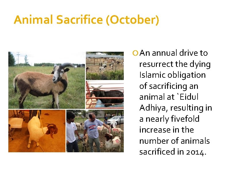 Animal Sacrifice (October) An annual drive to resurrect the dying Islamic obligation of sacrificing