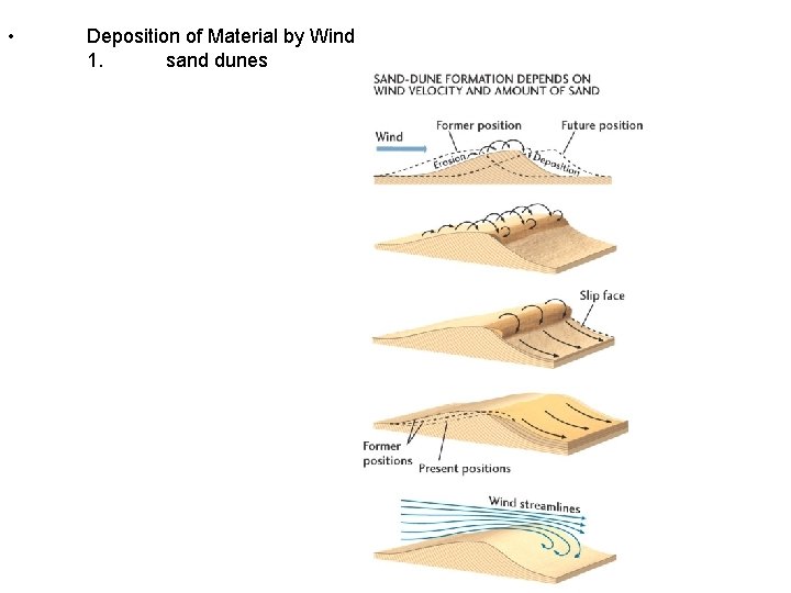  • Deposition of Material by Wind 1. sand dunes 