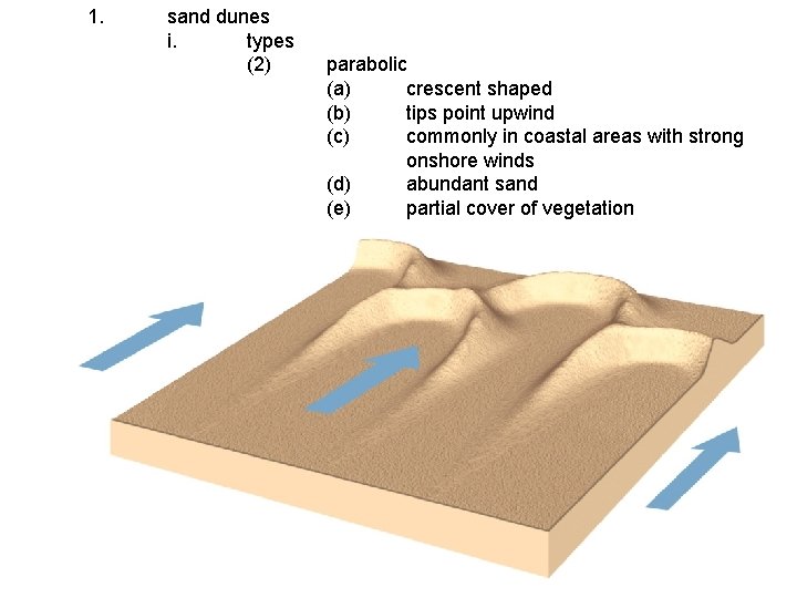 1. sand dunes i. types (2) parabolic (a) crescent shaped (b) tips point upwind