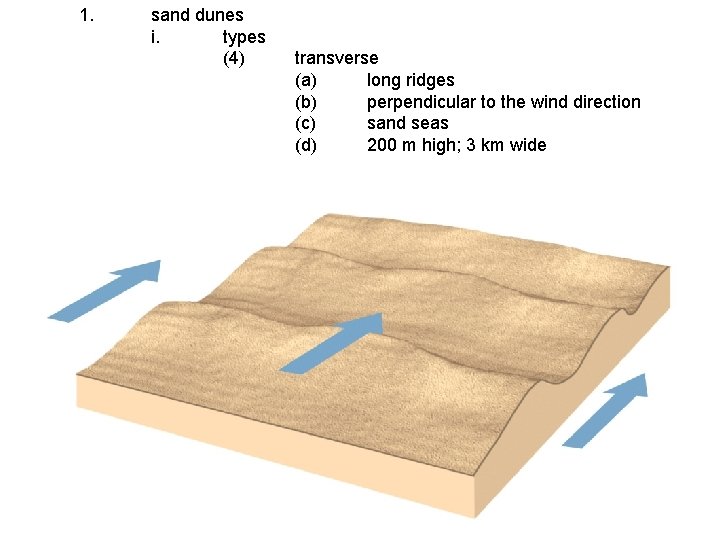 1. sand dunes i. types (4) transverse (a) long ridges (b) perpendicular to the