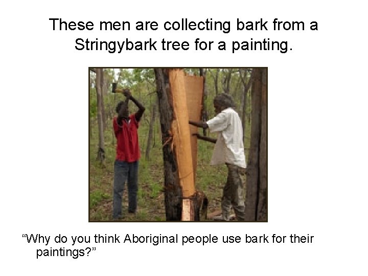 These men are collecting bark from a Stringybark tree for a painting. “Why do
