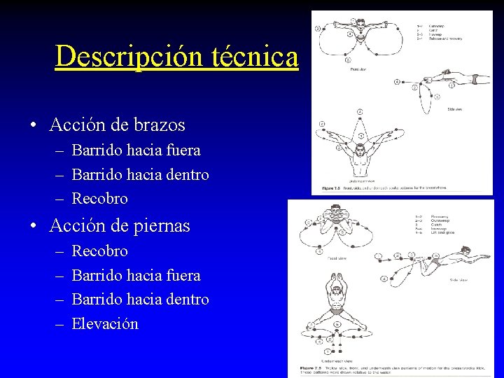 Descripción técnica • Acción de brazos – Barrido hacia fuera – Barrido hacia dentro
