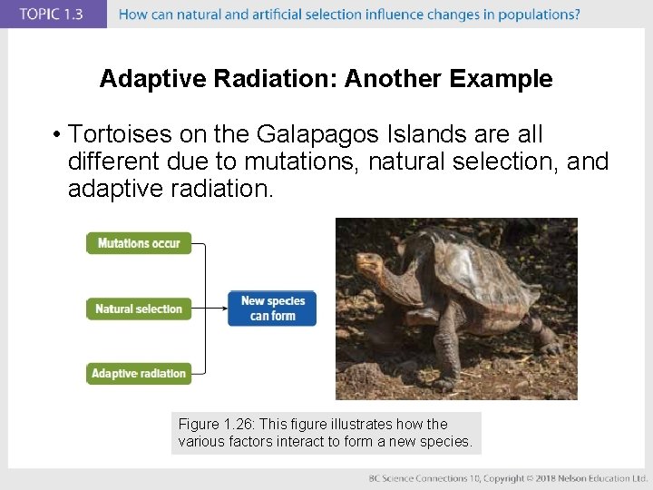 Adaptive Radiation: Another Example • Tortoises on the Galapagos Islands are all different due