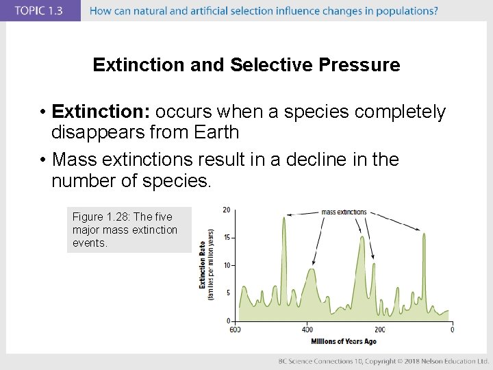 Extinction and Selective Pressure • Extinction: occurs when a species completely disappears from Earth