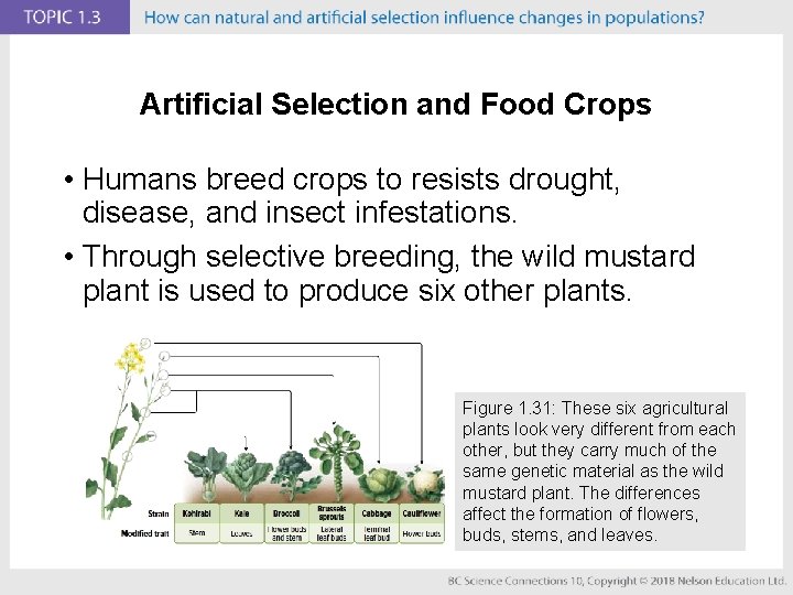 Artificial Selection and Food Crops • Humans breed crops to resists drought, disease, and
